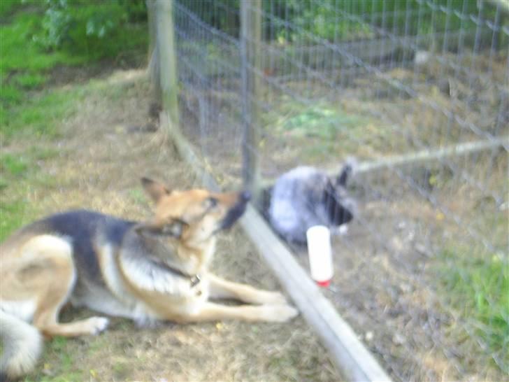 Schæferhund Kia R.I.P - hej med dig. billede 12