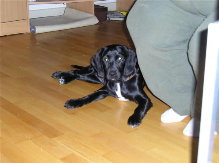 Blanding af racer Zita billede 7