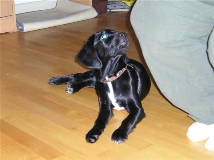 Blanding af racer Zita - Zita, når hun vil opnå en god bid billede 8