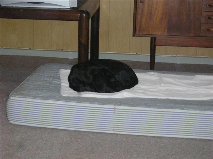 Blanding af racer Zita - sover efter mit første bad billede 9