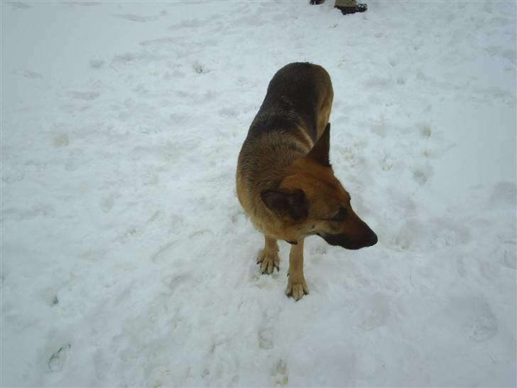 Schæferhund Kia R.I.P - her er jeg billede 13