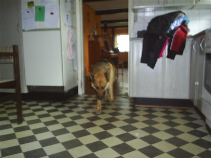 Schæferhund Kia R.I.P - gik katten her ud? billede 14