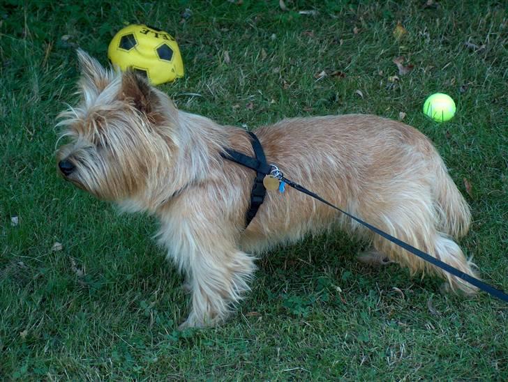 Cairn terrier rasmus billede 17