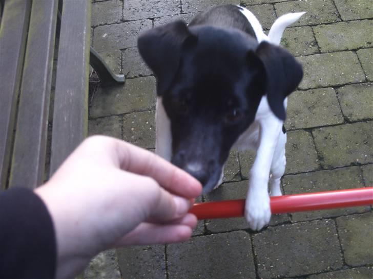 Blanding af racer plet  billede 1