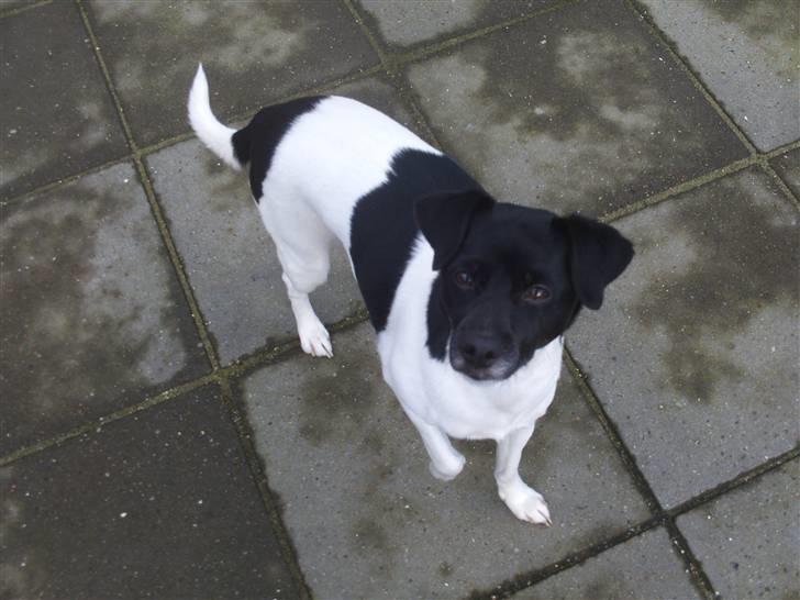 Blanding af racer plet  billede 2