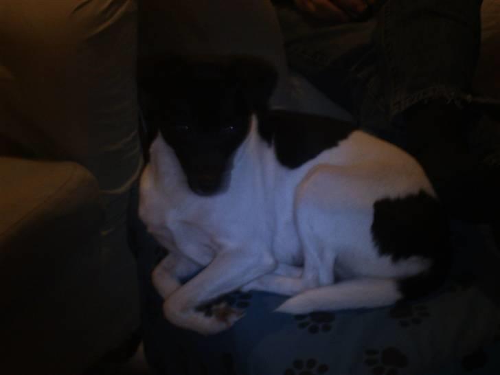 Blanding af racer plet  billede 3