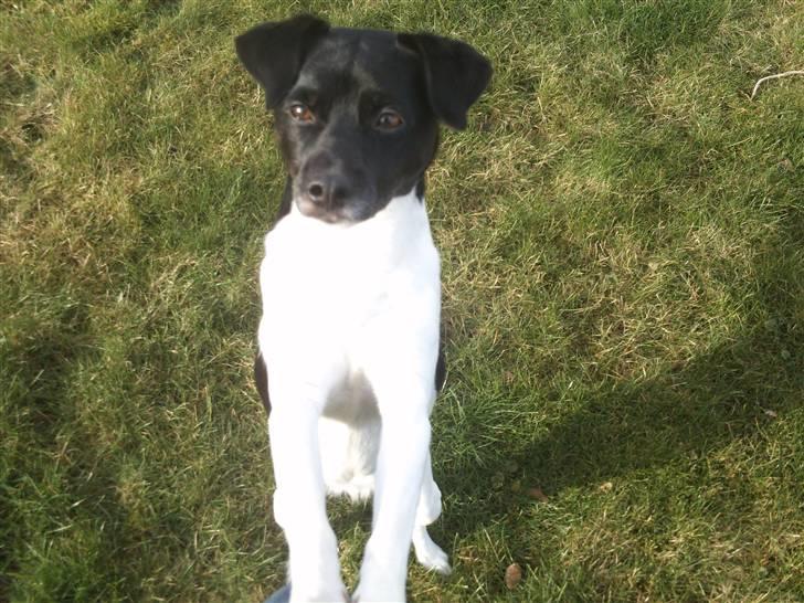 Blanding af racer plet  billede 4