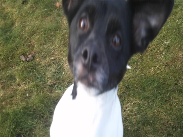 Blanding af racer plet  billede 5