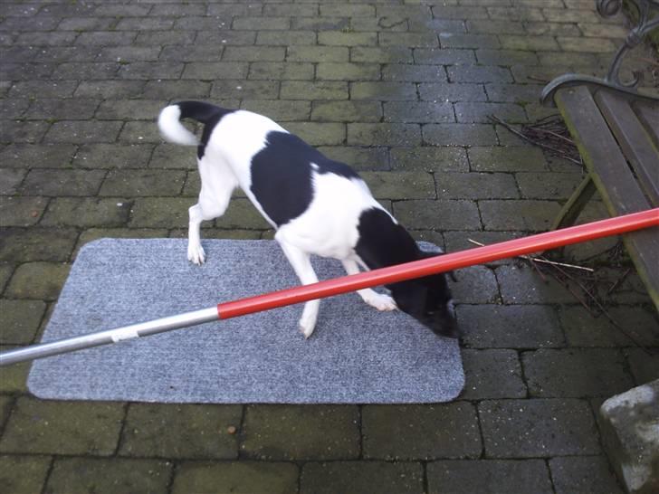 Blanding af racer plet  billede 6