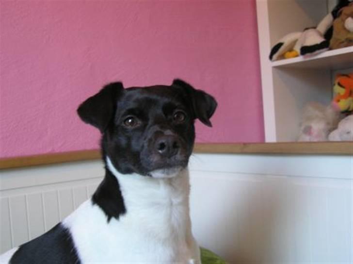 Blanding af racer plet  billede 7