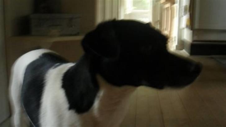 Blanding af racer plet  billede 8