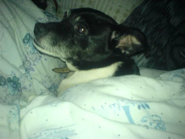 Dansk svensk gaardhund sofus billede 2