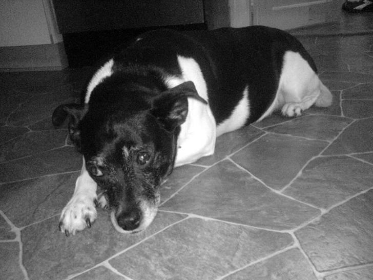 Dansk svensk gaardhund sofus billede 3