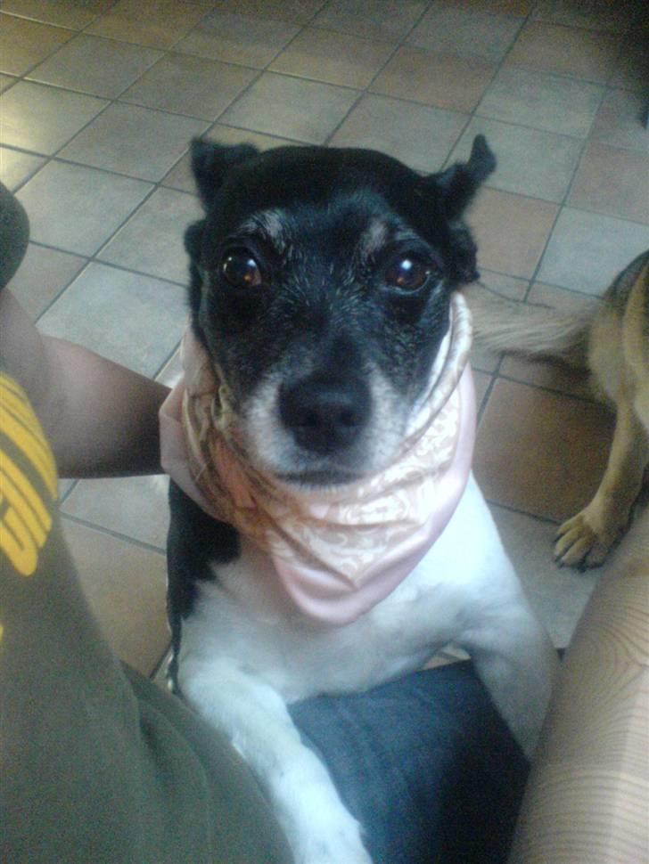 Dansk svensk gaardhund sofus billede 4