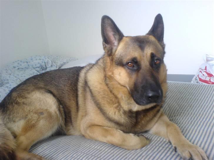 Schæferhund Tyson billede 1