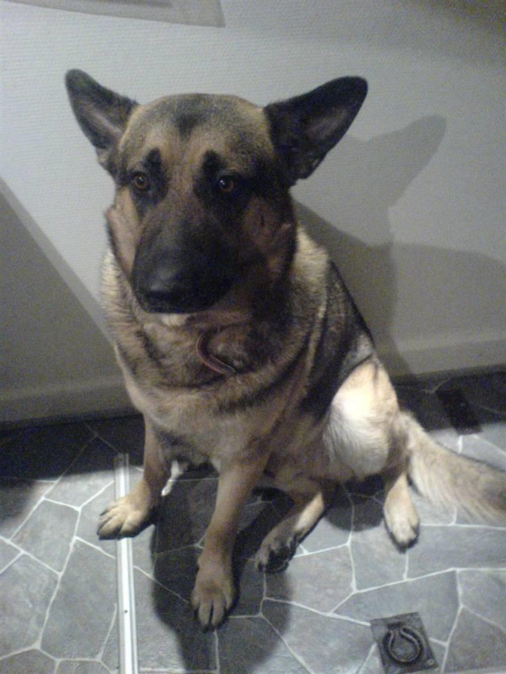 Schæferhund Tyson billede 2