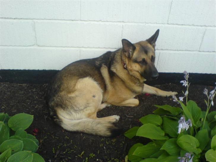 Schæferhund Tyson billede 3