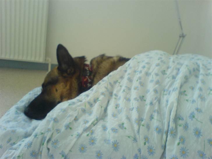 Schæferhund Tyson billede 4