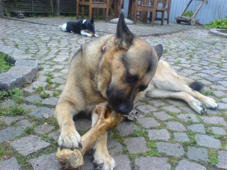 Schæferhund Tyson billede 5