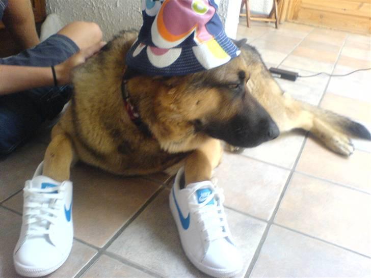 Schæferhund Tyson billede 6