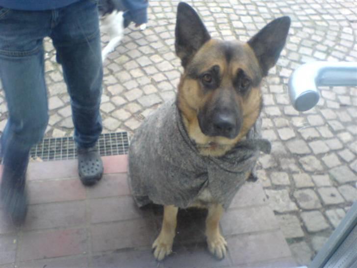 Schæferhund Tyson billede 7