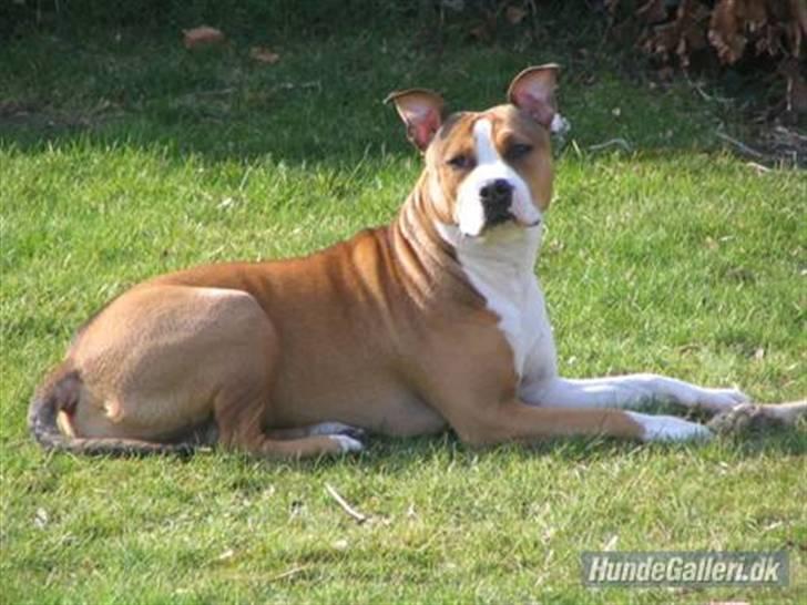 Blanding af racer Money (Amstaff/Ambull) - Slikker sol i haven.. billede 4