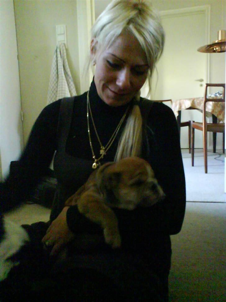 Engelsk bulldog James  - første besøg hos mormor  billede 14