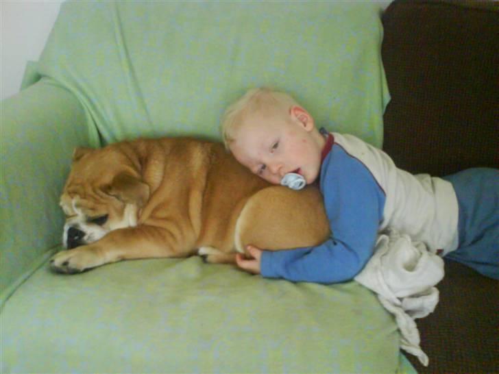 Engelsk bulldog James  - Malthe er syg med skoldkopper og James er ved hans side hele tiden "bedste venner " billede 15