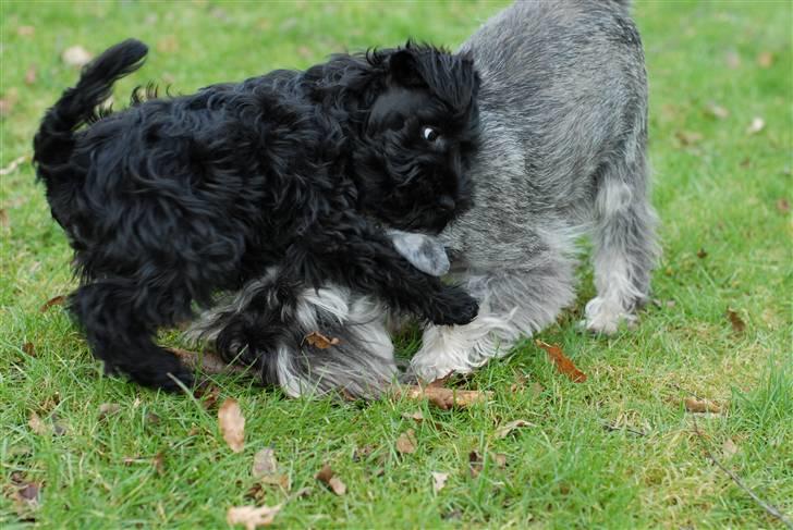 Dvaergschnauzer Muffe - Kenzo er ovenpå ;o) billede 11