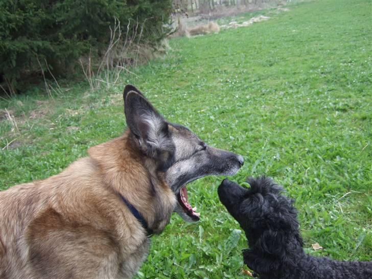 Blanding af racer Molly R.I.P<3 billede 2