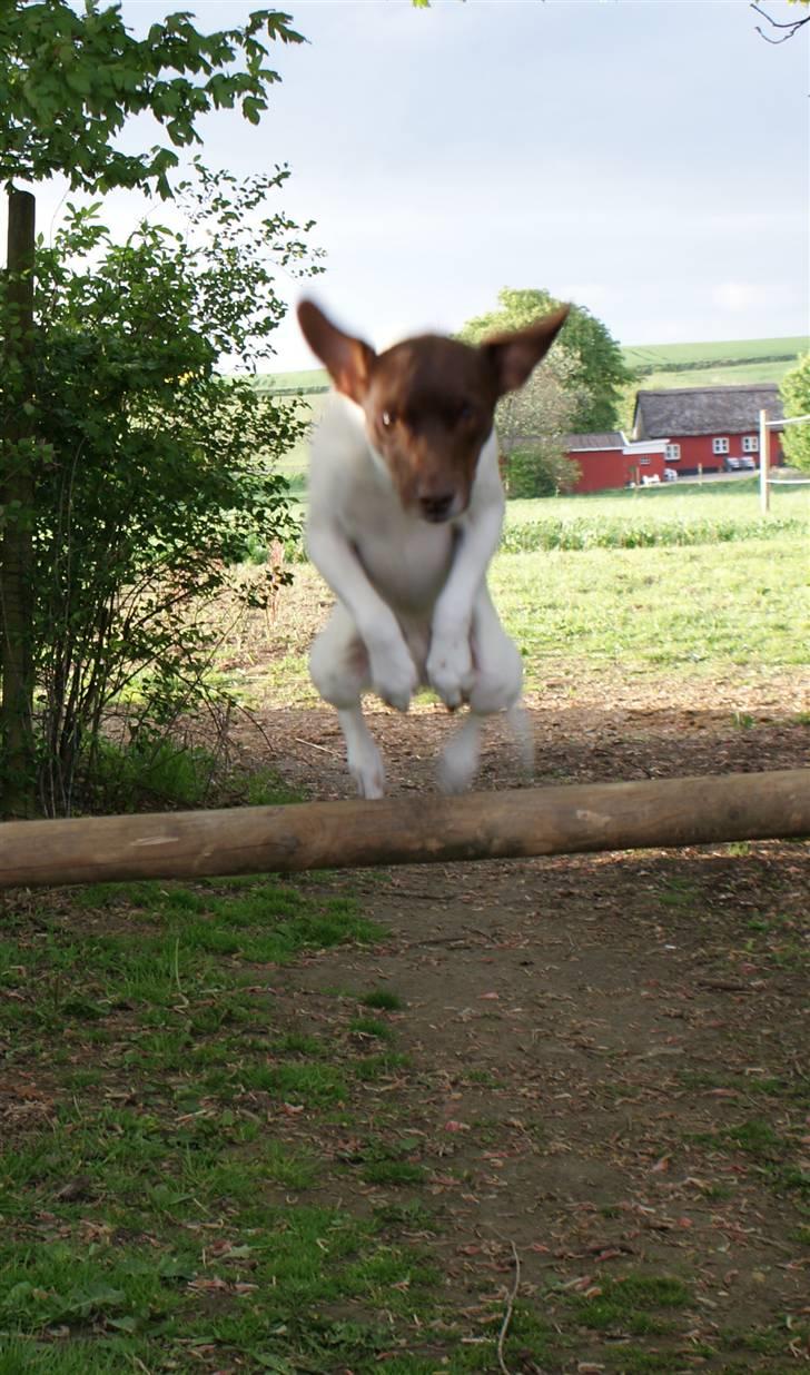 Dansk svensk gaardhund | Snoopy - fuck han er sød! billede 16