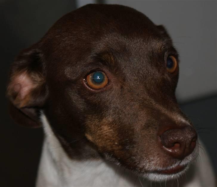 Dansk svensk gaardhund | Snoopy - dejlige skat billede 17