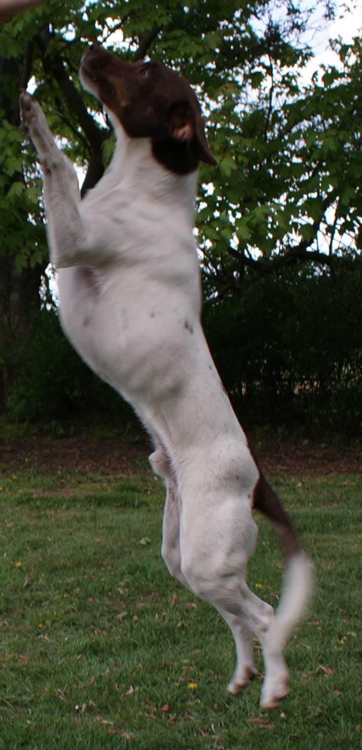 Dansk svensk gaardhund | Snoopy - hopper op i luften ved higtfive billede 18