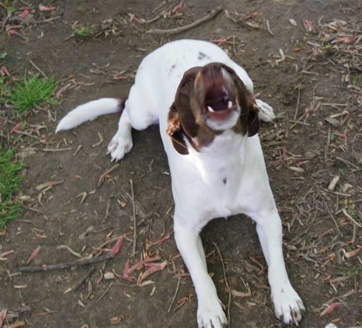 Dansk svensk gaardhund | Snoopy - wow billede 19