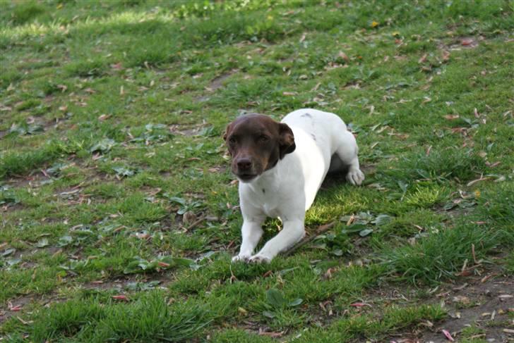 Dansk svensk gaardhund | Snoopy - vildt lækkert billede af ham! billede 20