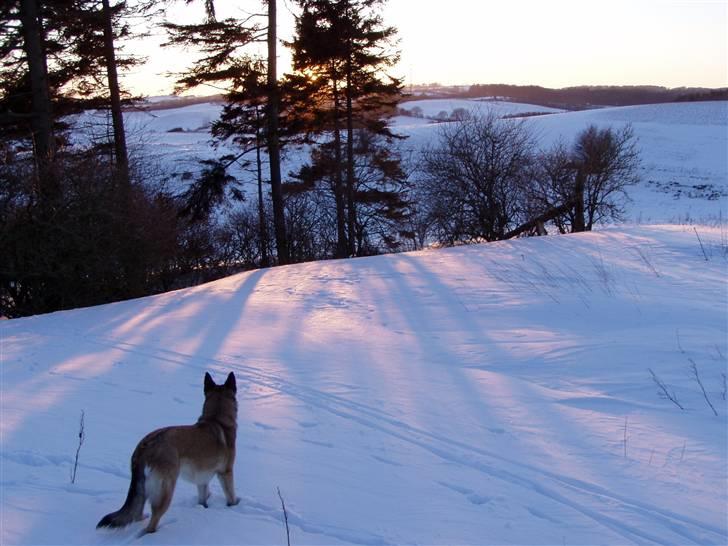 Blanding af racer Molly R.I.P<3 - Hun ligner en ulv i sneen:) billede 3