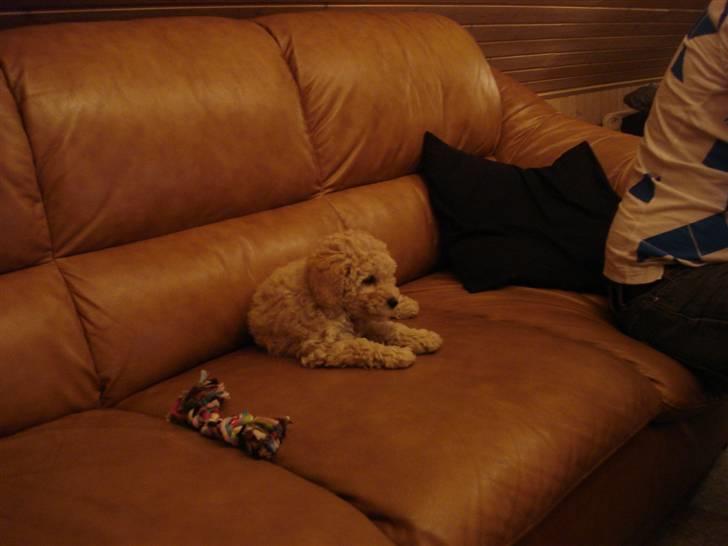 Toypuddel Tessa  billede 3