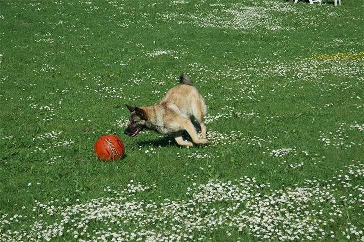 Blanding af racer Molly R.I.P<3 - Molly spiller bold billede 4