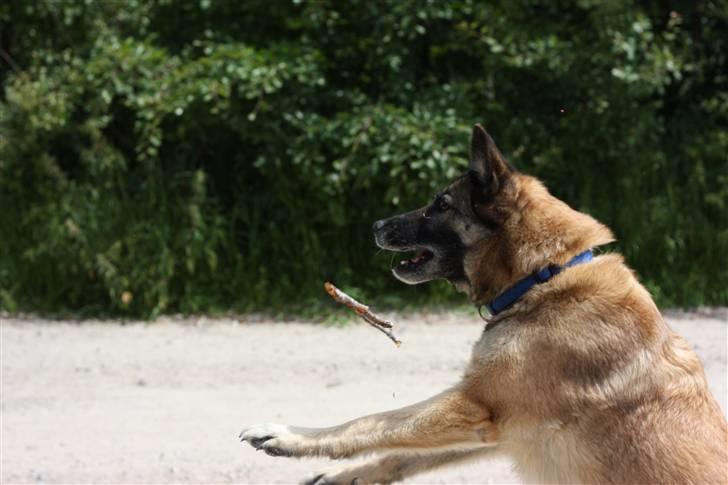 Blanding af racer Molly R.I.P<3 billede 5