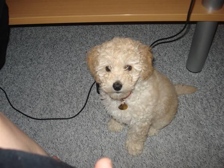 Toypuddel Tessa  - hun venter på at komme op i sofaen  billede 4