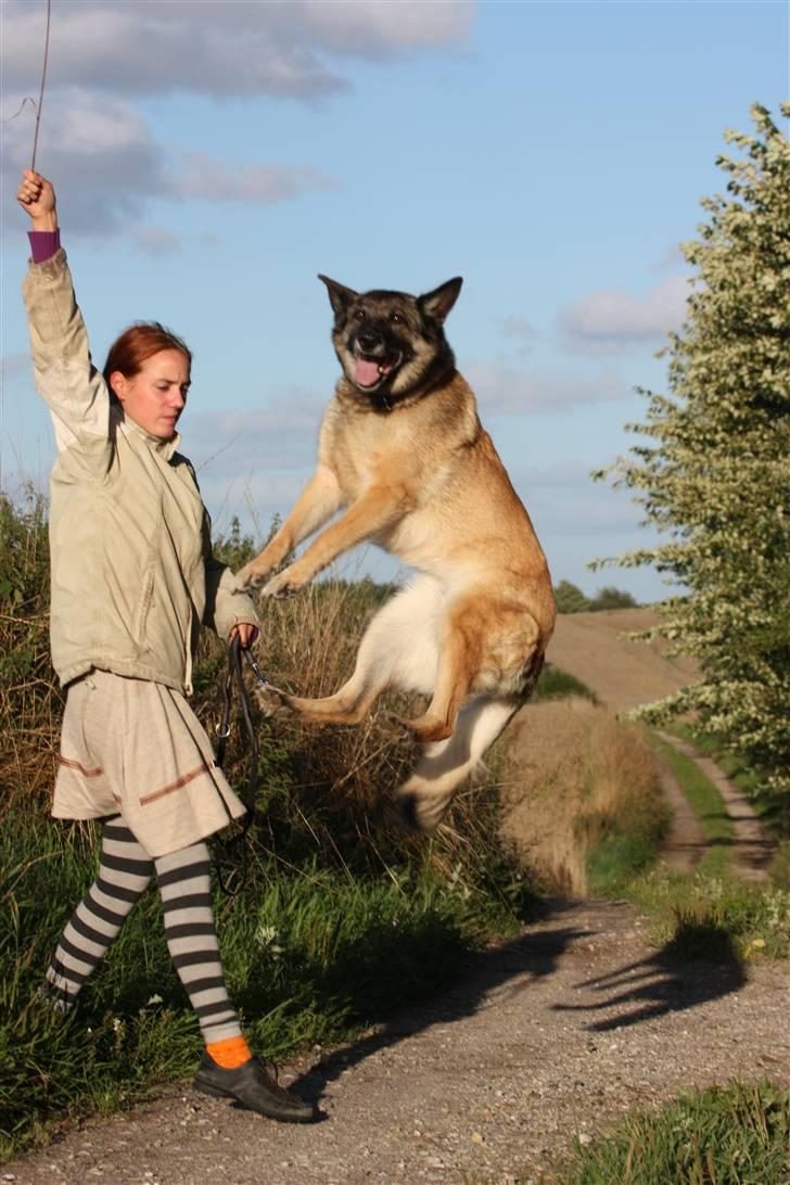 Blanding af racer Molly R.I.P<3 - Uh jeg er god til og hoppe!;) billede 7