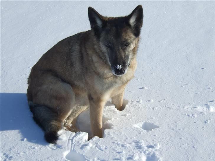 Blanding af racer Molly R.I.P<3 billede 9