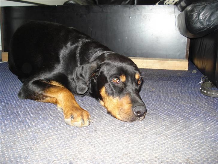 Blanding af racer Pepsi billede 1