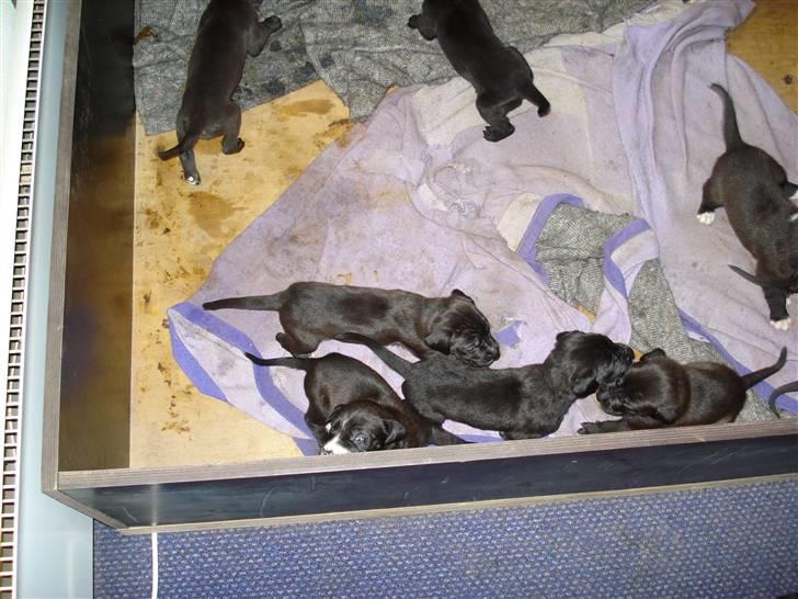 Blanding af racer Pepsi billede 2