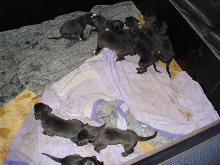 Blanding af racer Pepsi billede 3