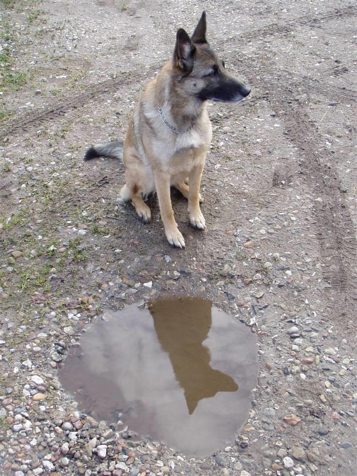 Blanding af racer Molly R.I.P<3 - Spejlbillede af den smukke hund<3 billede 10