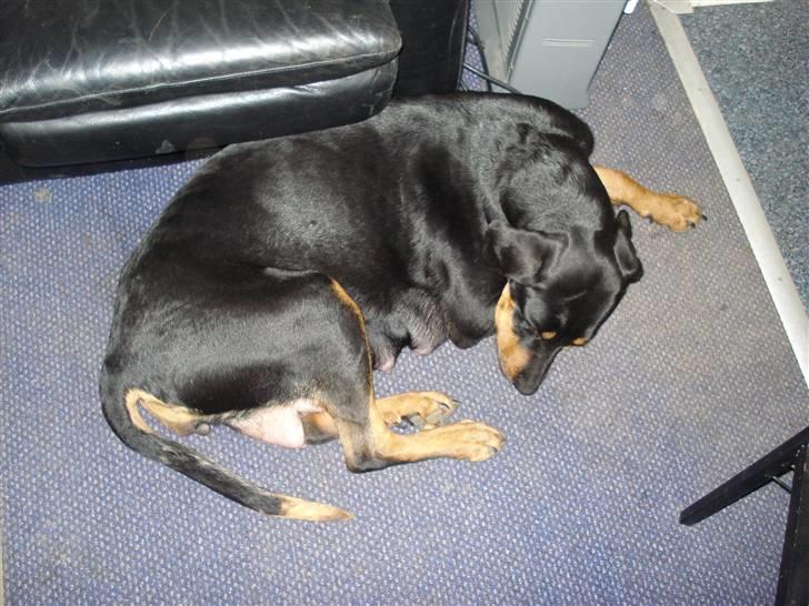 Blanding af racer Pepsi billede 4