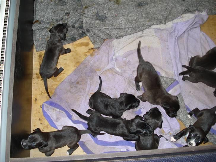 Blanding af racer Pepsi billede 5