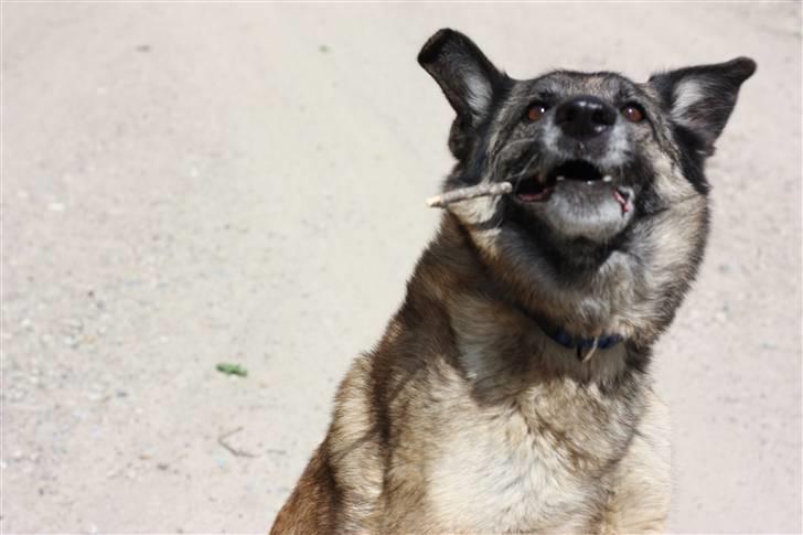 Blanding af racer Molly R.I.P<3 billede 11