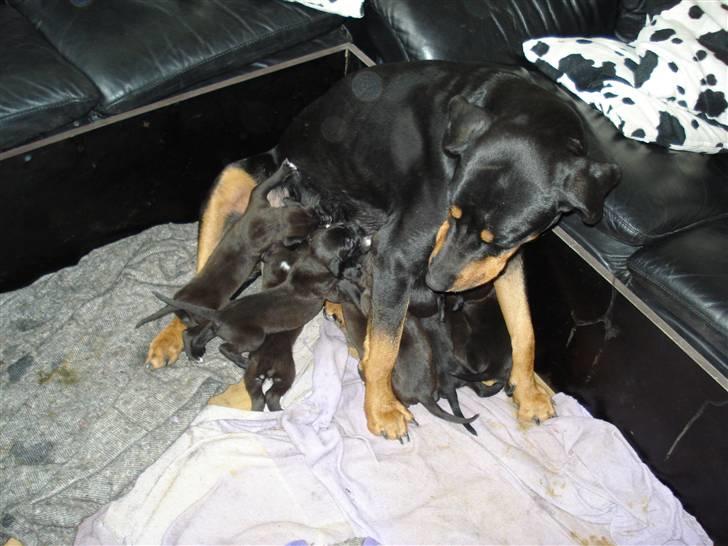 Blanding af racer Pepsi billede 6